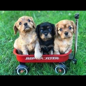 Meet your Posher, Dianna